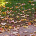 Leaf Removal / Fall Cleanup