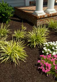 Mulched Flower Bed